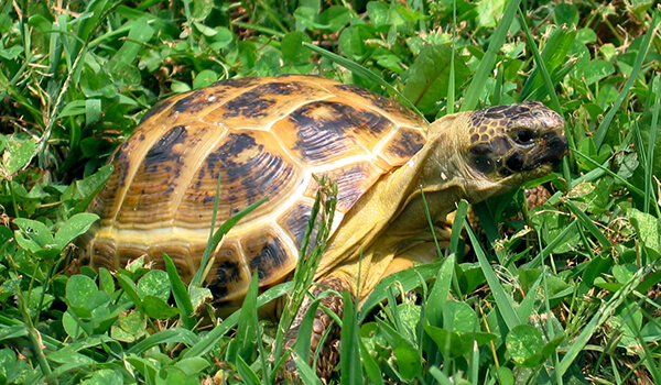 У каждой черепахи происходит естественное явление – линька