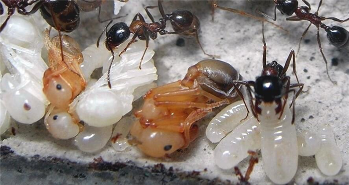 Уход за муравьиными фермами