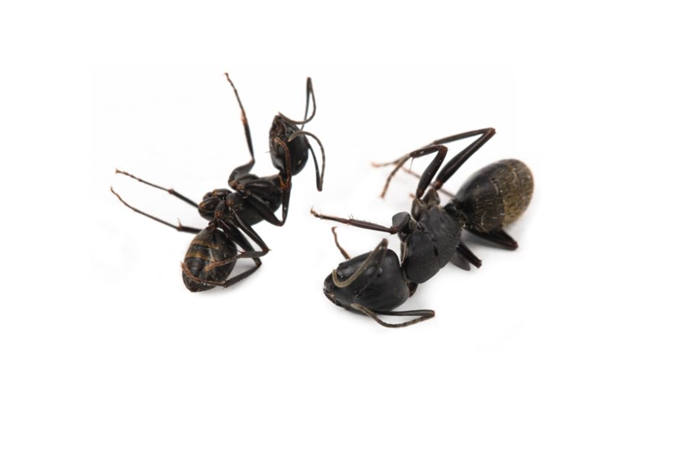 Почему муравьи умирают 