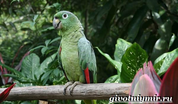 Попугай-амазон-Образ-жизни-и-среда-обитания-попугая-амазон-1