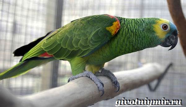 Попугай-амазон-Образ-жизни-и-среда-обитания-попугая-амазон-3