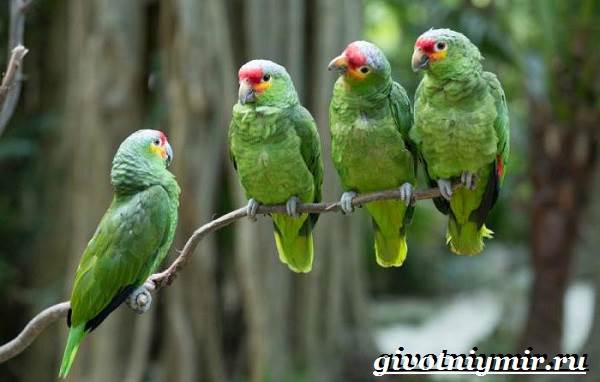 Попугай-амазон-Образ-жизни-и-среда-обитания-попугая-амазон-4