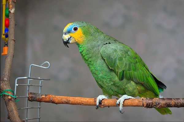 венесуэльский попугай на жердочке
