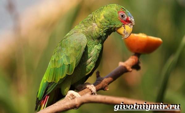 Попугай-амазон-Образ-жизни-и-среда-обитания-попугая-амазон-9