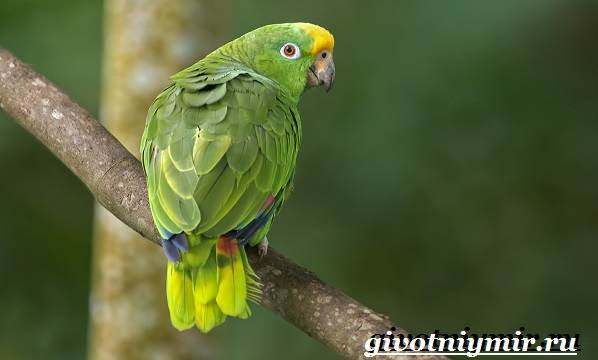 Попугай-амазон-Образ-жизни-и-среда-обитания-попугая-амазон-2