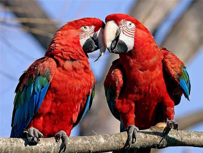 красный попугай ара