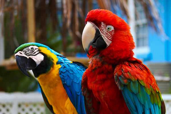 фото пары попугаев ара