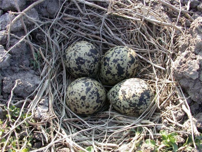 Самка чибиса откладывает по четыре яйца.