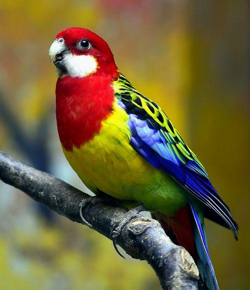 Попугай розелла - внешний вид