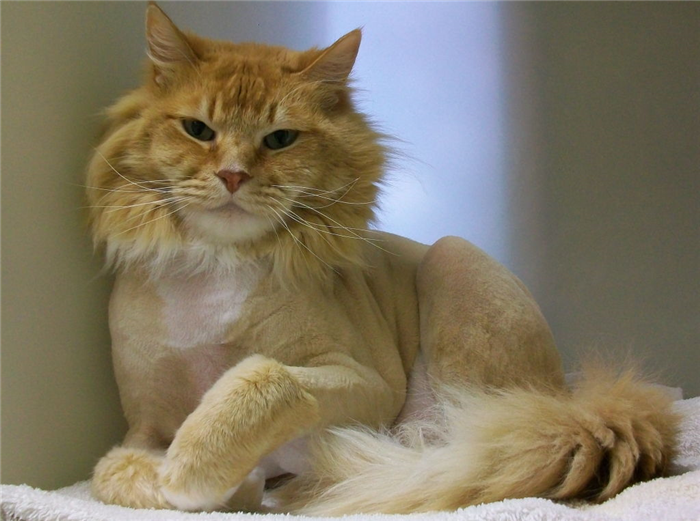Почему нельзя стричь кошек и сколько отрастает шерсть у длинношерстных представителей?