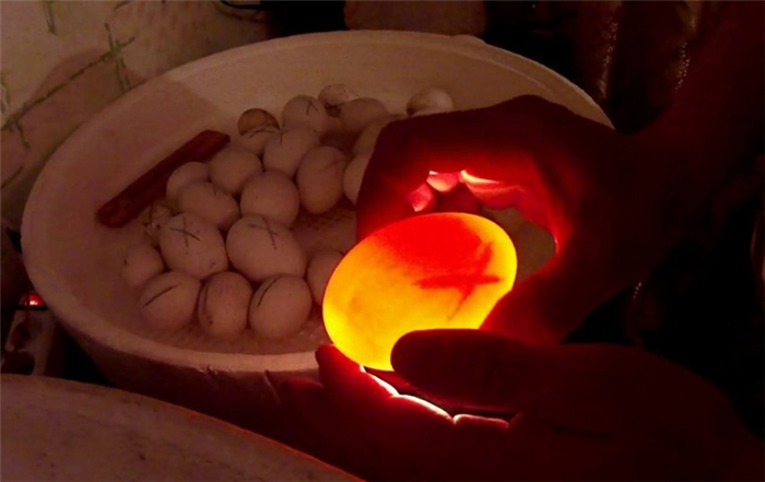 Гусиное яйцо с зародышем