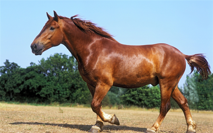 Суффолькская лошадь