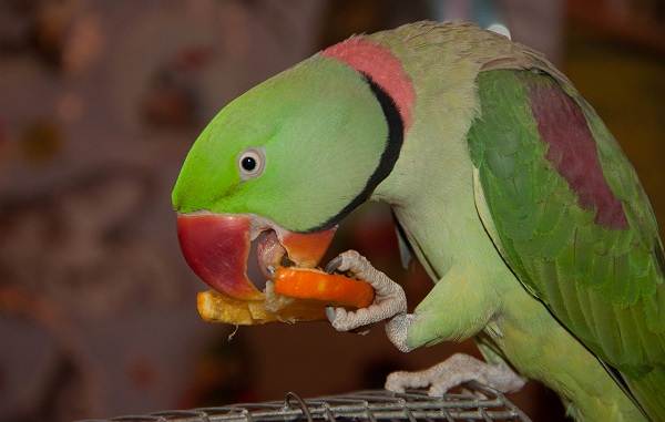 Александрийский-попугай-Описание-особенности-виды-цена-и-уход-за-птицей-15