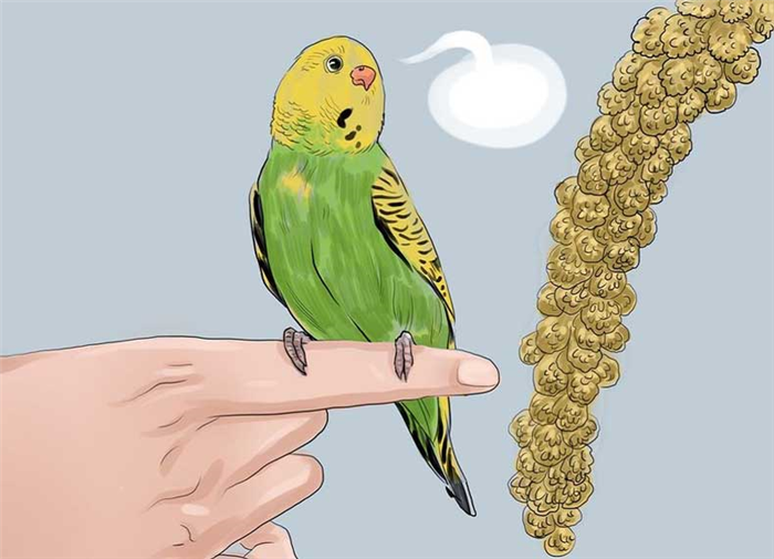 Обучение волнистых попугаев человеческой речи - способы