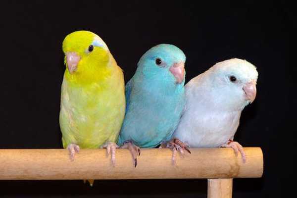 три разновидности воробьиных попугаев