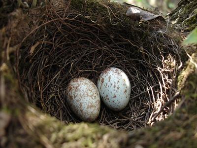 Птичьи яйца в гнезде