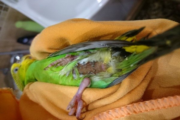 У попугайчика проблемы со здоровьем