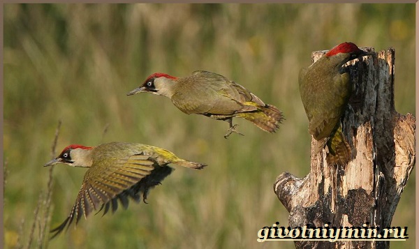 Зеленый-дятел-птица-Образ-жизни-и-среда-обитания-зеленого-дятла-12