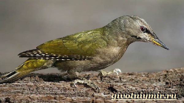 Зеленый-дятел-птица-Образ-жизни-и-среда-обитания-зеленого-дятла-13