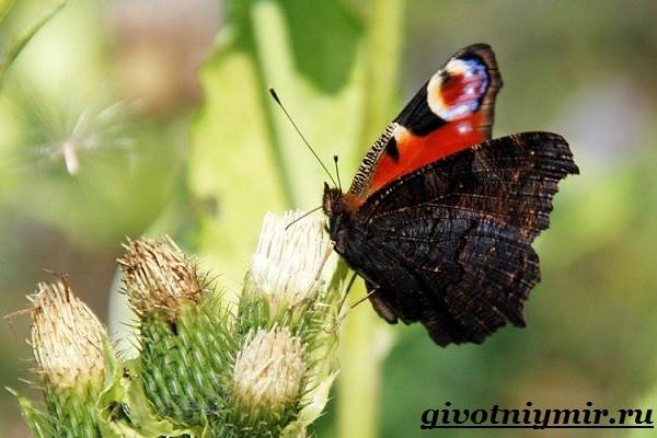 Павлиний-глаз-бабочка-Образ-жизни-и-среда-обитания-бабочки-павлиний-глаз-7