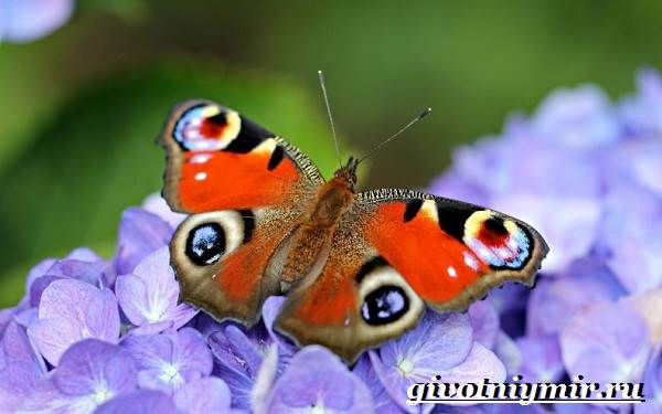Павлиний-глаз-бабочка-Образ-жизни-и-среда-обитания-бабочки-павлиний-глаз-8