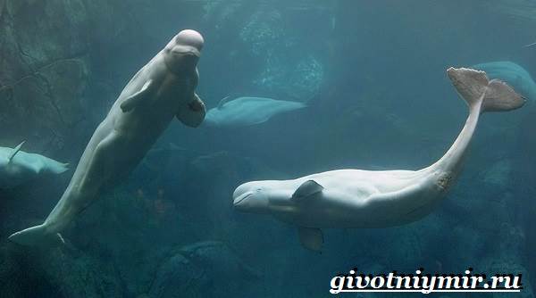 Белуха-дельфин-Образ-жизни-и-среда-обитания-белухи-3