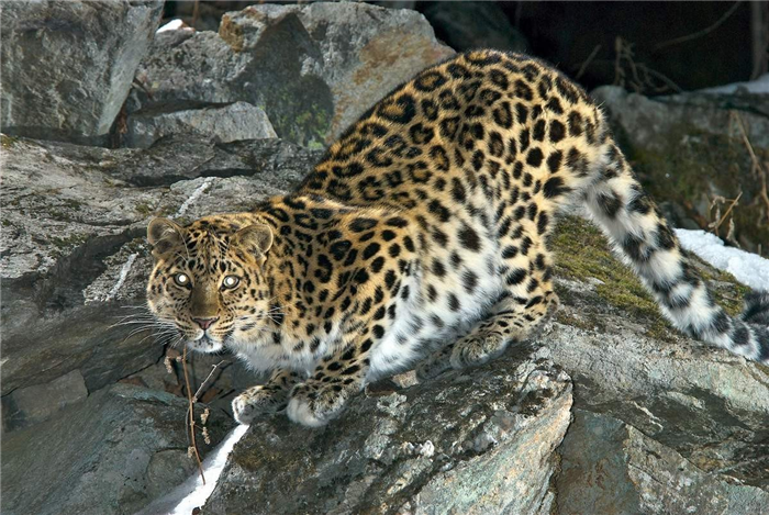 Амурский леопард - жертва браконьеров.