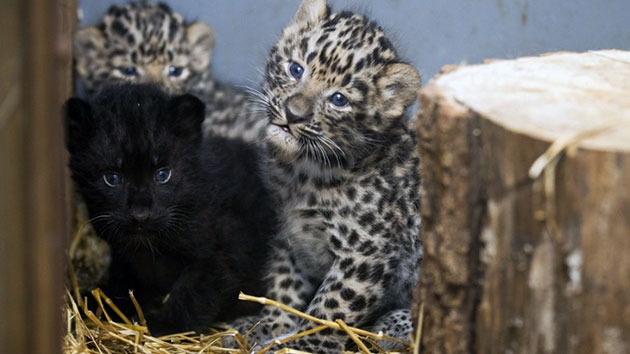 Самка дальневосточного леопарда, в среднем, рождает 1-2 детенышей
