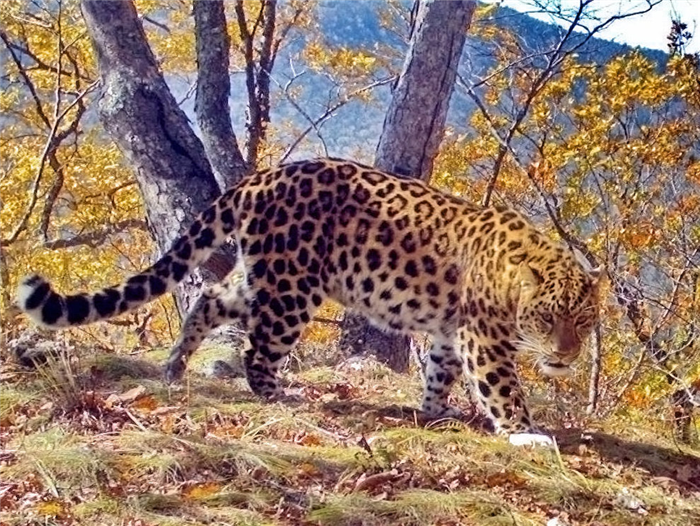 дальневосточный леопард