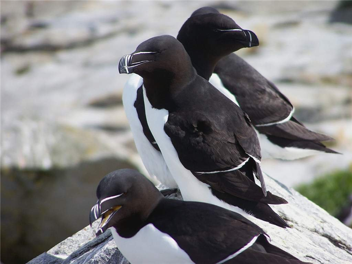 Зимой гагарки мигрируют к западу Средиземного моря, на Ньюфаундленд и в Новую Англию. 