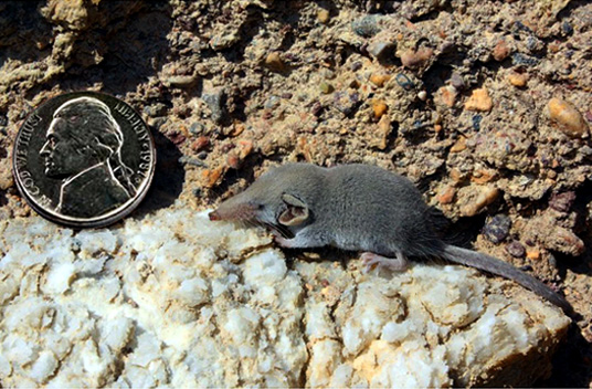 Этрусская землеройка - самый маленький млекопитающий в мире