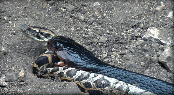 Змея ест змею