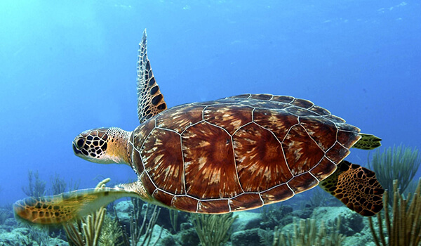 морские черепахи 