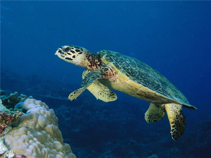Морские черепахи - всеядные существа.