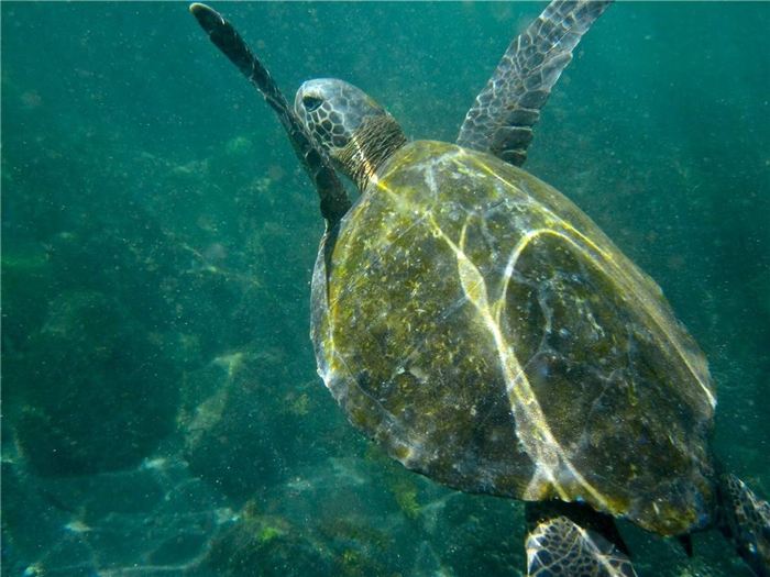 Морские черепахи нещадно истребляются браконьерами.
