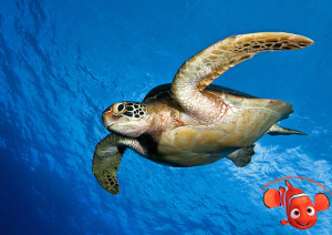 морские черепахи