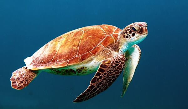 морские черепахи 