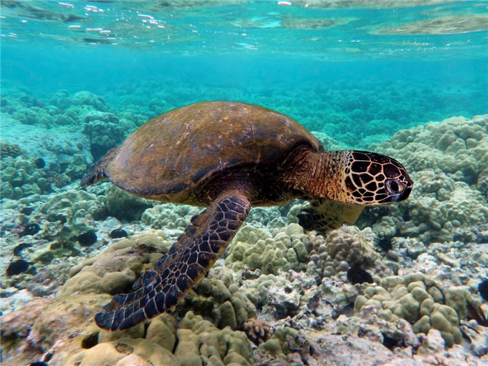 Морские черепахи - крупные рептилии.