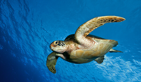 Фото: Морская черепаха