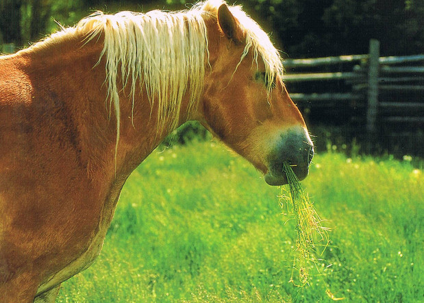 Конь ест траву