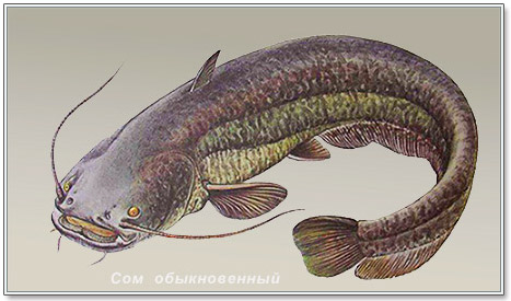 изображение рыбы сом