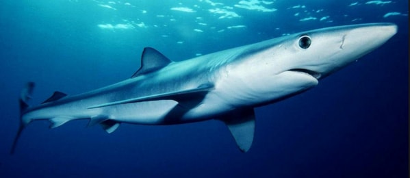 Синяя акула (Мокой)