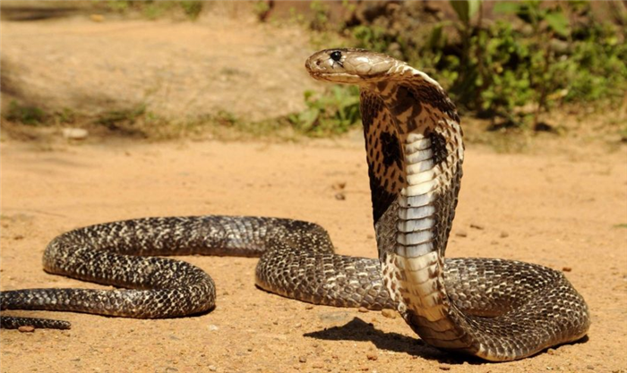 Королевская кобра агрессивная