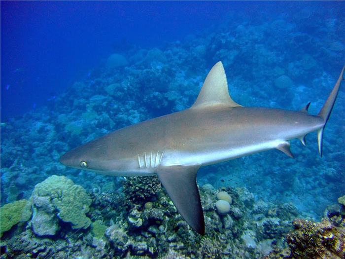 Фото серой акулы