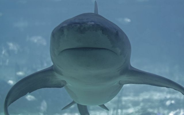 ТОП самых опасных акул мира