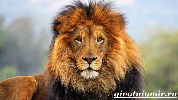 Лев-животное-образ жизни и среда обитания лев-1