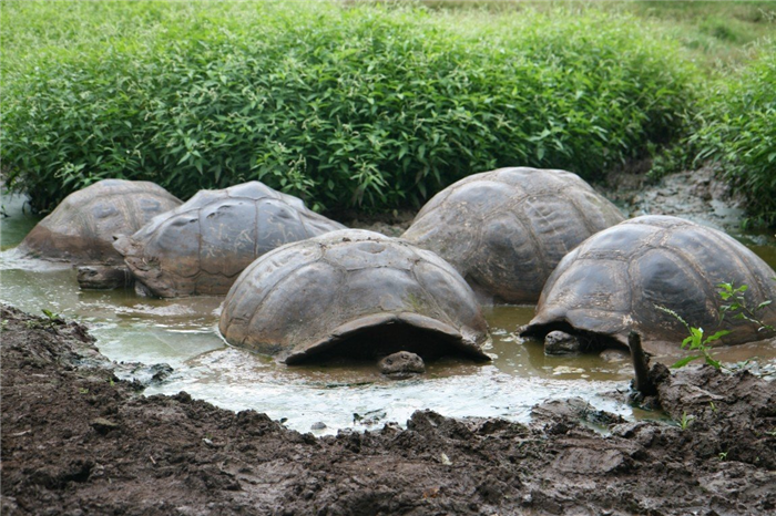 Почти как наши поросята, слоновые черепахи любят понежится в жидкой грязи. И делают это чисто из гигиенических соображений. Как и простые свиньи черепахи так избавляются от паразитов. 