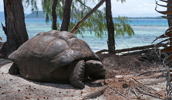 Фото: Гигантская сухопутная черепаха