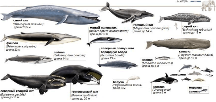 Размеры разных видов китов