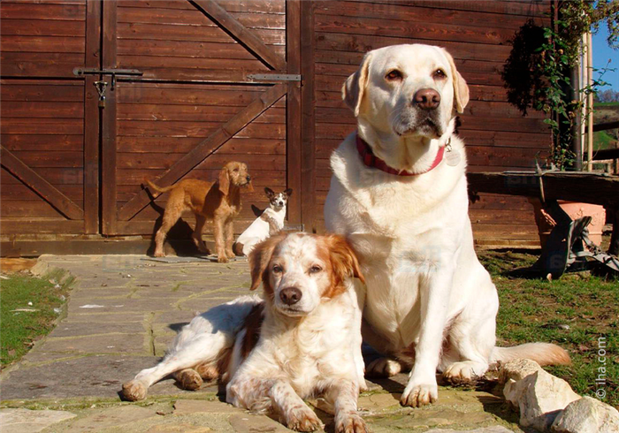 Спокойные собаки для содержания в загородном доме